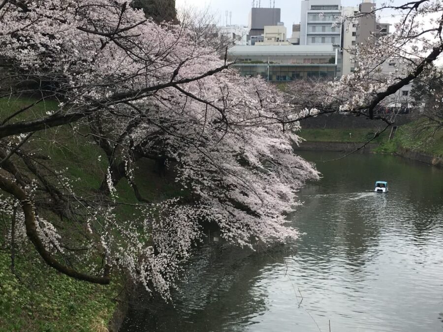 Cherry Blossom Trees in Chidorigabuchi, Tokyo, Japan